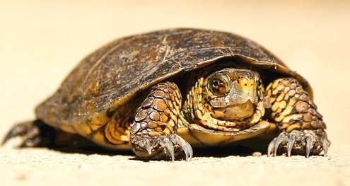 残忍杀龟，报应惨烈