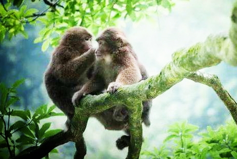 泰国美人“猴小姐”的因果奇闻