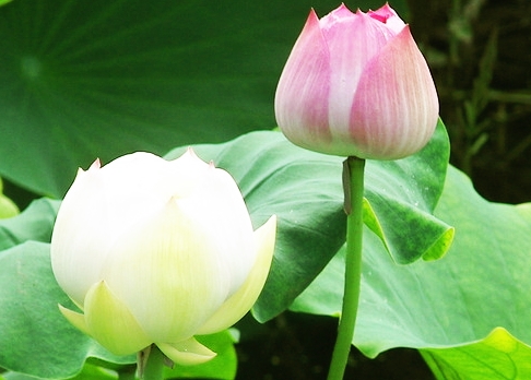 一起灭门惨案 让我走进了佛门