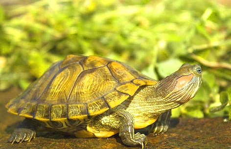 放生海龟十六年后救回儿子一命