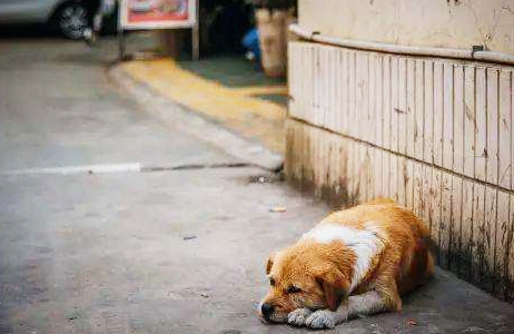 学佛的主人，好心救一只流浪狗回家