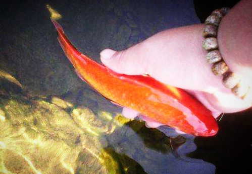 虚云老和尚开示 煮熟的鱼放生竟然活了