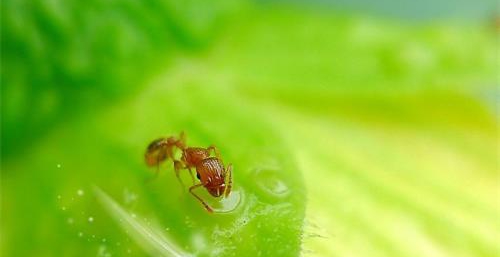 一切众生皆具佛性，3岁小孩引导父母不杀生