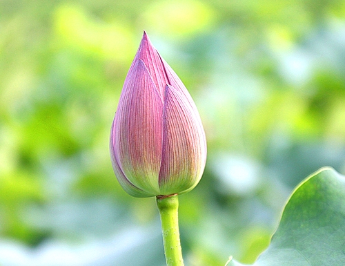 因果  杀生