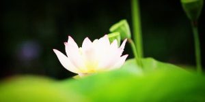 因果